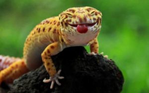 A lizard with its mouth open and tongue hanging out.