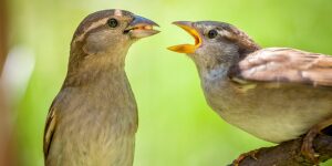 Two birds are facing each other with their mouths open.