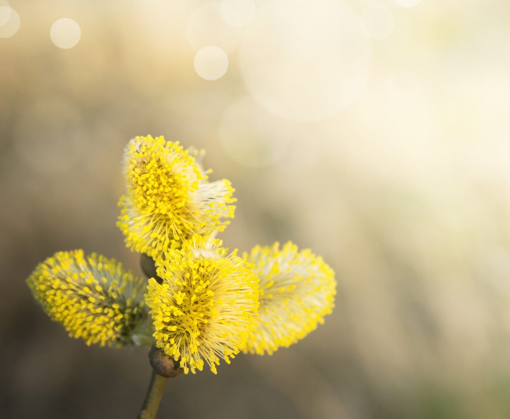 A close up of some yellow flowers with blurry background