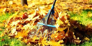 A blue and black rake on top of leaves.