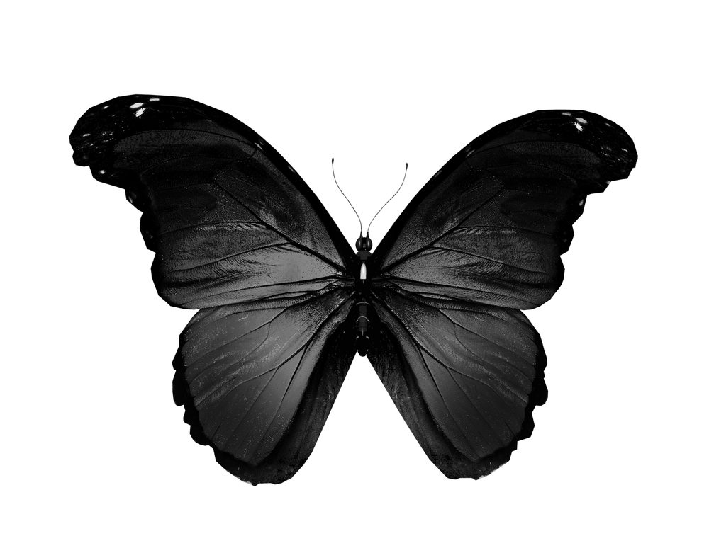 A black butterfly with white background