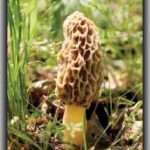 Morel mushroom in grassy field