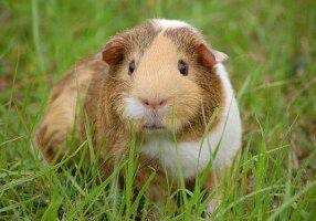 A brown and white guinea pig sitting in the grass.