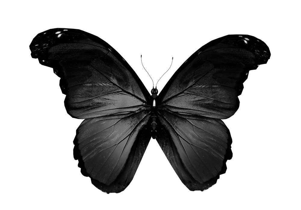 A black butterfly with white background