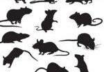 A bunch of mice that are in the shape of rats