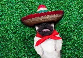 A dog wearing a sombrero and red bandana.