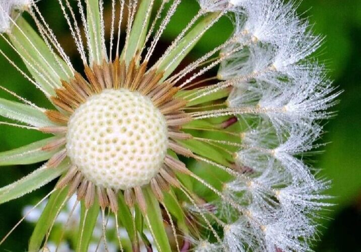 A close up of the inside of a dandelion