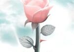 A pink rose with the words " remember me ".
