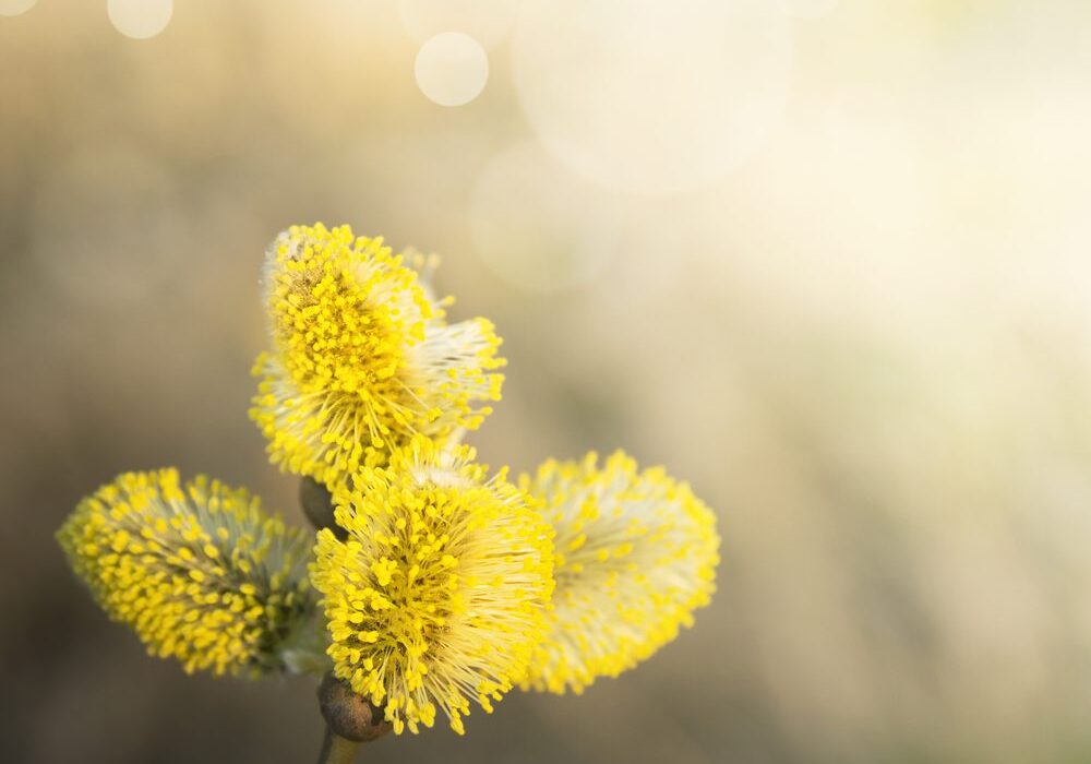 A close up of some yellow flowers with blurry background